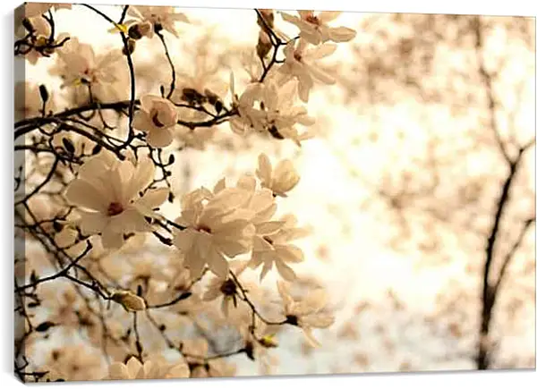 Постер на подрамнике - Цветущая магнолия