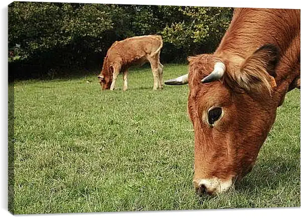 Постер на подрамнике - Коровы едят траву
