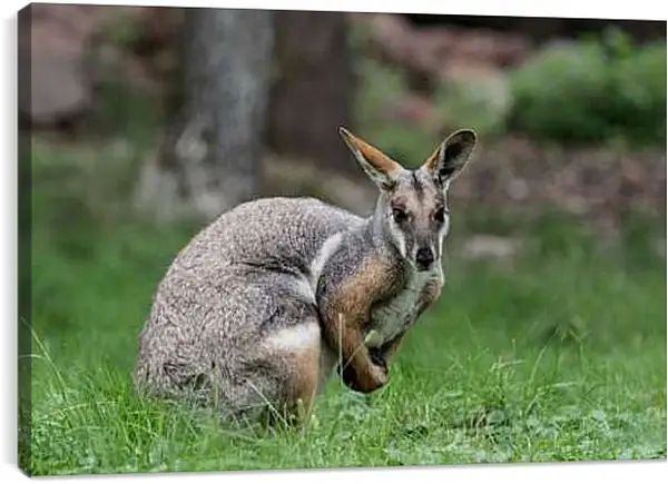 Постер на подрамнике - Кенгуру