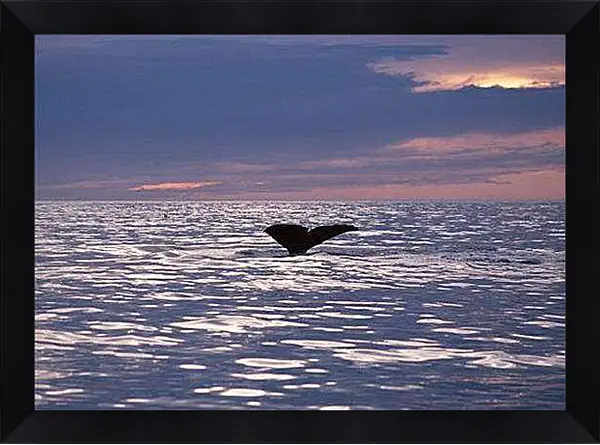 Картина в раме - Киты