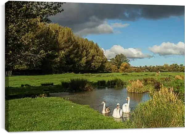 Постер на подрамнике - Лебеди на озере