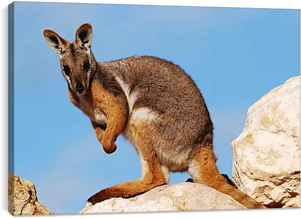 Постер на подрамнике - Кенгуру
