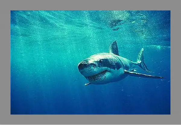 Картина в раме - акула