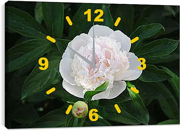 Часы картина - Белый пион