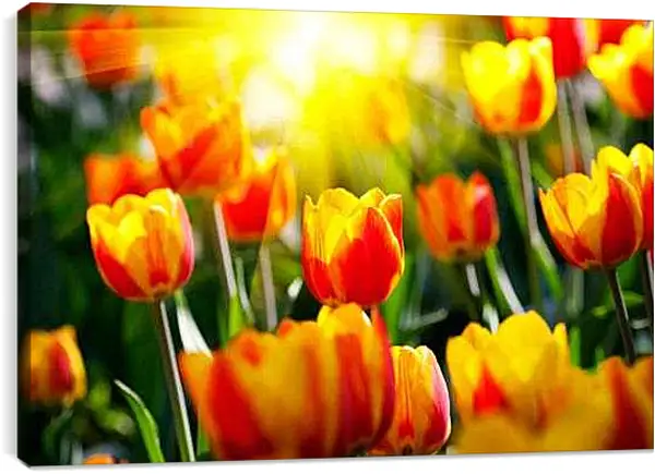 Постер на подрамнике - Тюльпаны на солнце