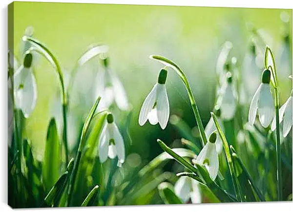 Постер на подрамнике - Подснежники весной