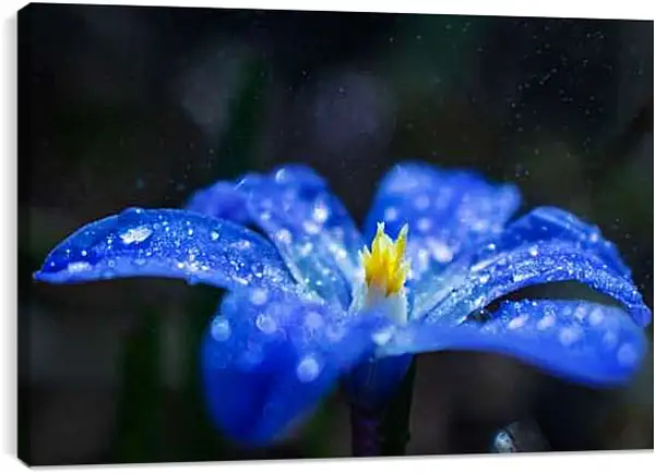 Постер на подрамнике - Хинодокса