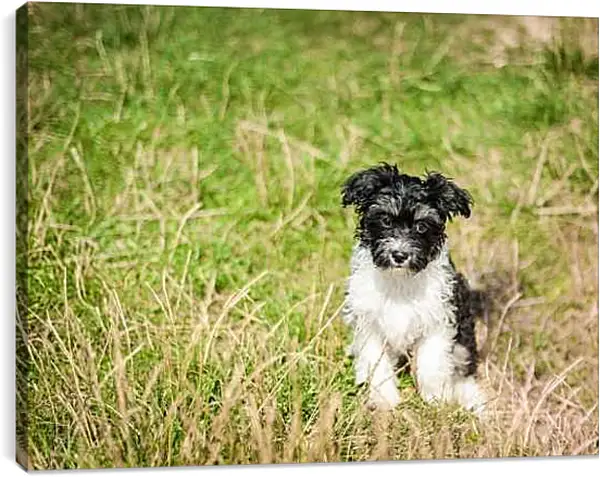 Постер на подрамнике - Собака на поле
