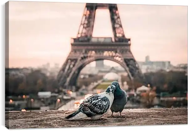 Постер на подрамнике - Голуби