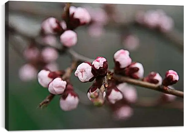 Постер на подрамнике - Вишня