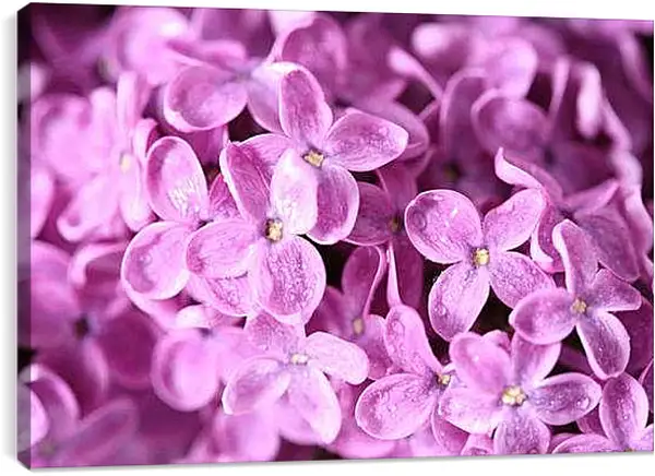 Постер на подрамнике - Сирень