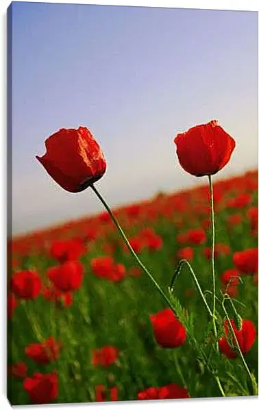 Постер на подрамнике - Два мака