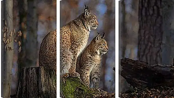 Модульная картина - Рыси