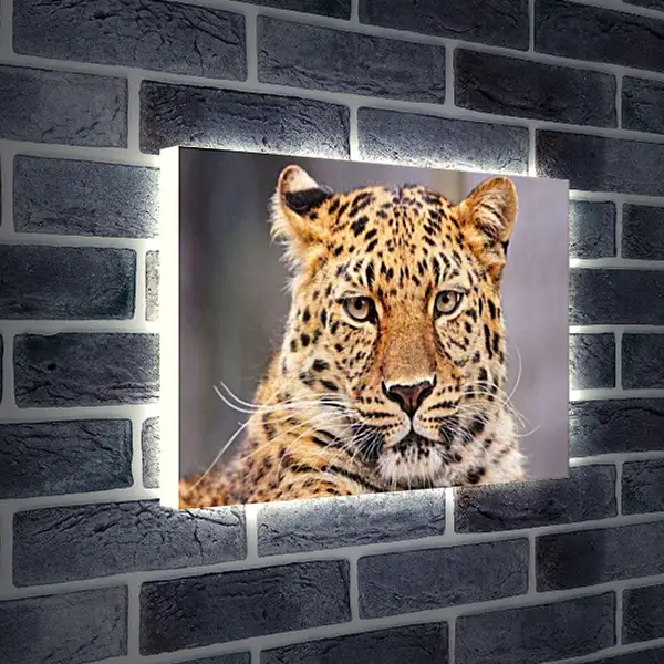 Лайтбокс световая панель - Леопард