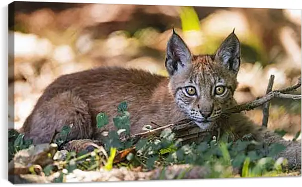 Постер на подрамнике - Рысь