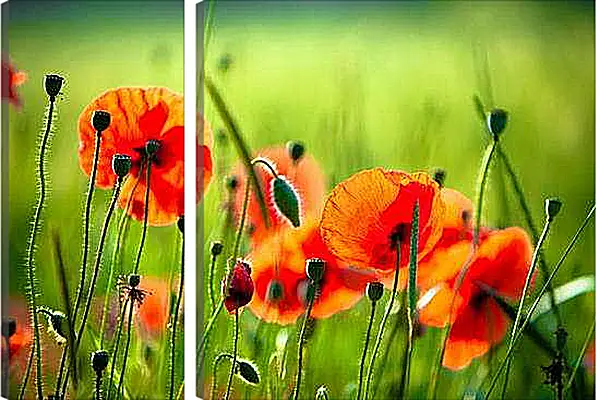 Модульная картина - Поле цветов