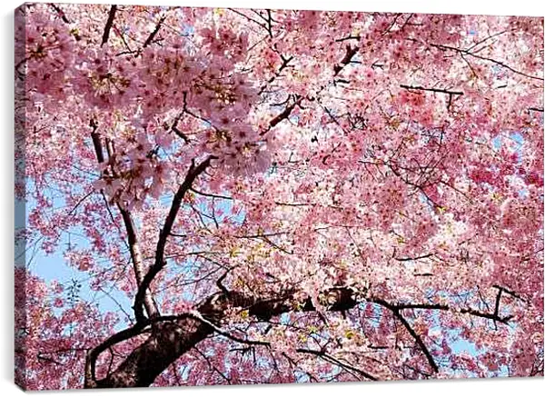 Постер на подрамнике - Сакура