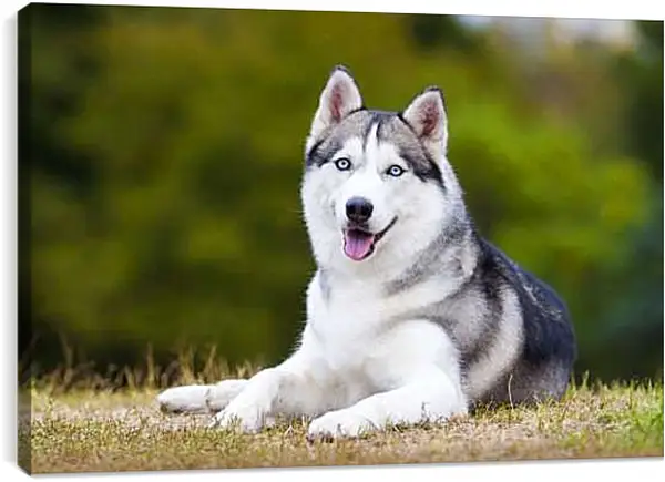 Постер на подрамнике - Сибирский хаски