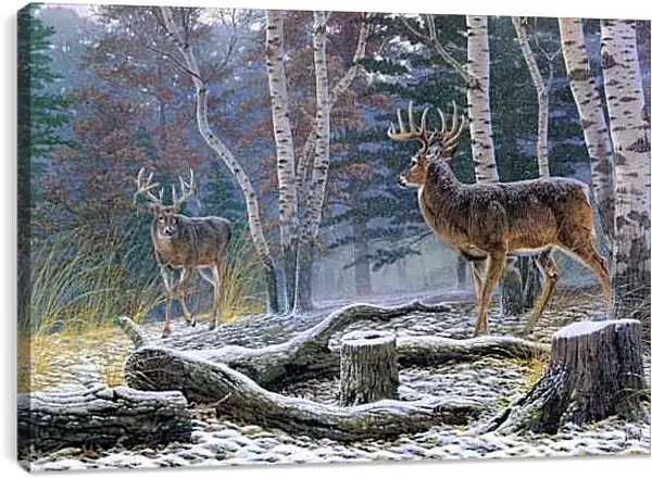 Постер на подрамнике - Два лесных оленя