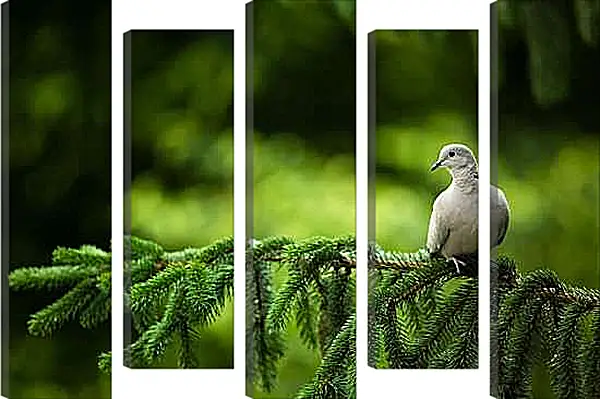 Модульная картина - Голубь