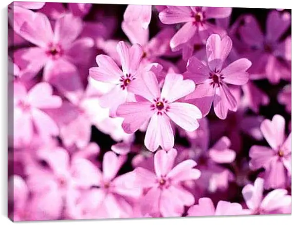 Постер на подрамнике - Цветы космея