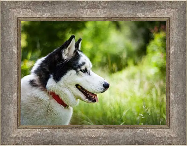 Картина в раме - Лайка