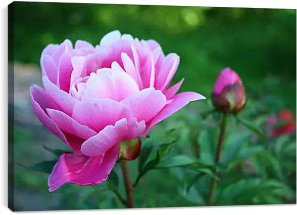 Постер на подрамнике - розовые пионы