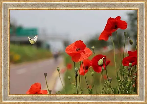Картина в раме - Маки