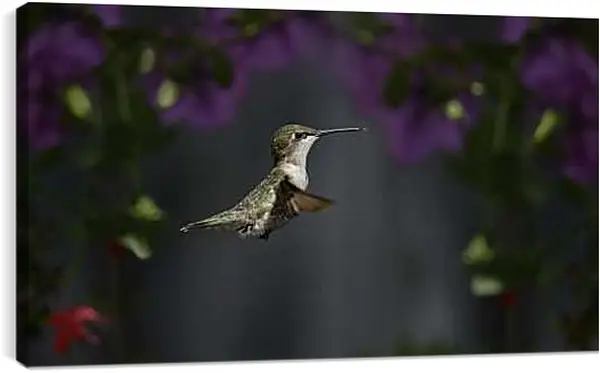 Постер на подрамнике - Колибри