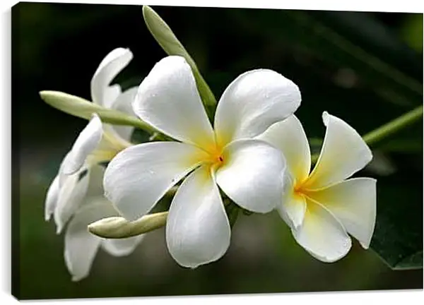 Постер на подрамнике - Плюмерия