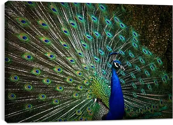 Постер на подрамнике - Павлин с распущенным хвостом