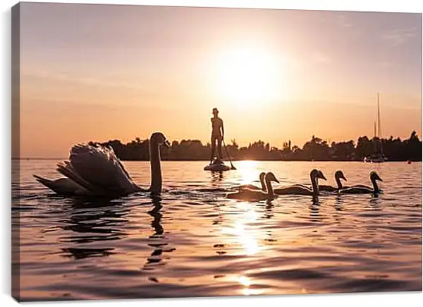 Постер на подрамнике - Лебеди на прогулке