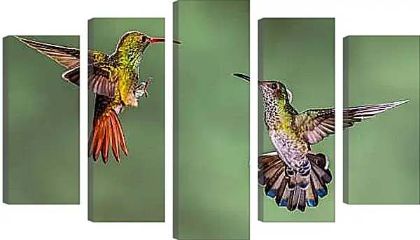 Модульная картина - Колибри