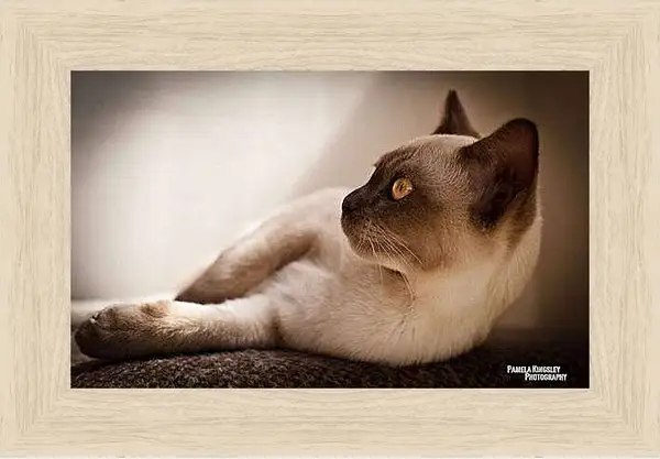 Картина в раме - Сиамский кот