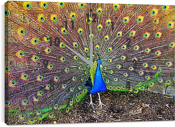 Часы картина - Павлин с распущенным хвостом