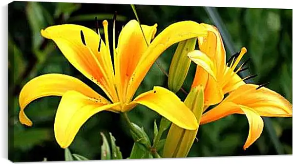 Постер на подрамнике - Желтые лилии