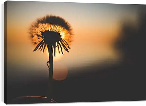 Постер на подрамнике - Одуванчики на закате 1