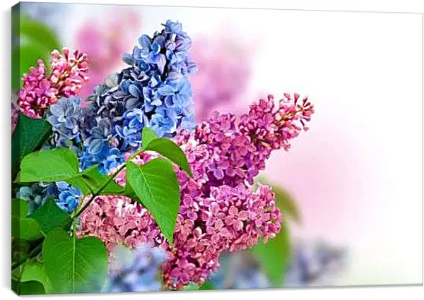 Постер на подрамнике - Цветная сирень