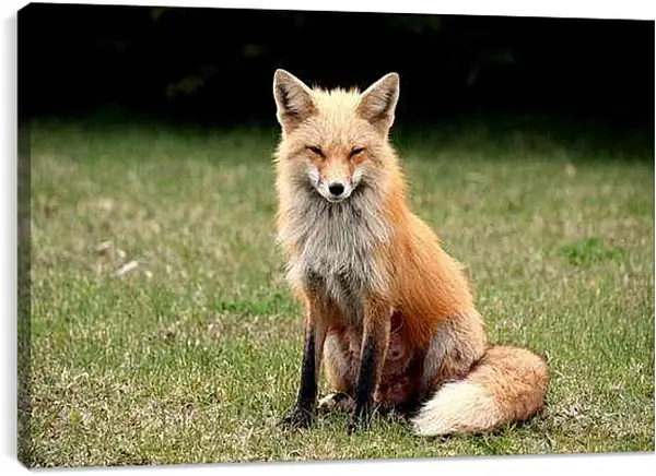 Постер на подрамнике - Лисица