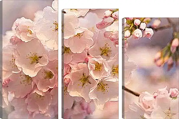 Модульная картина - Цветение сакуры