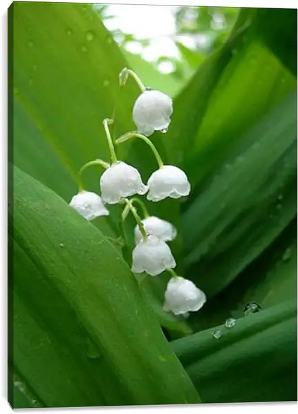 Постер на подрамнике - Ландыши