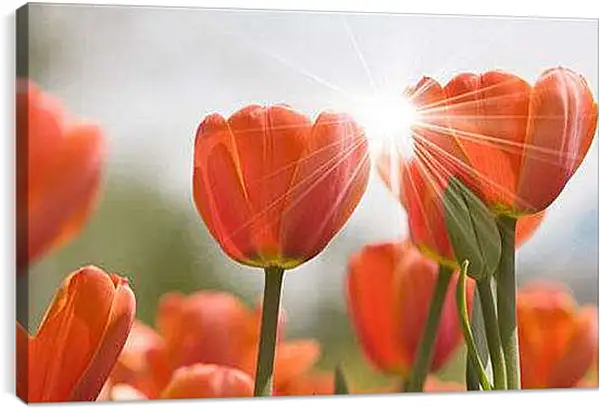 Постер на подрамнике - тюльпаны