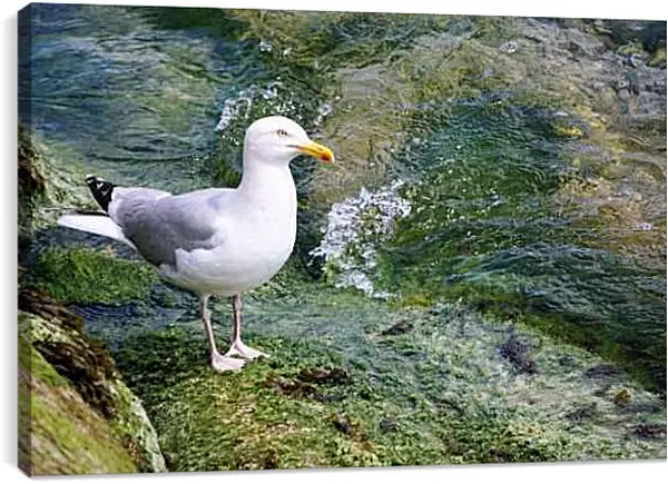 Постер на подрамнике - Чайка