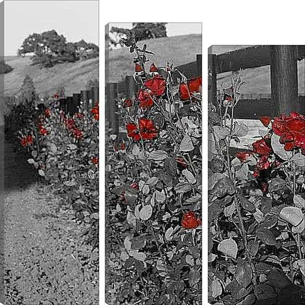 Модульная картина - Куст роз