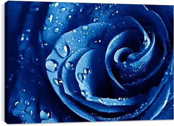 Постер на подрамнике - Синяя роза