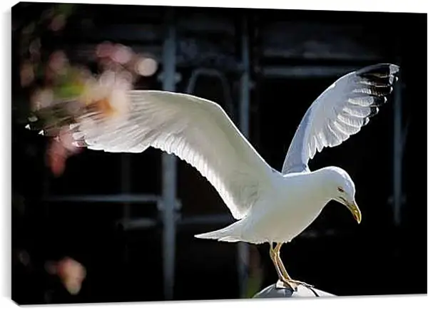 Постер на подрамнике - Чайка