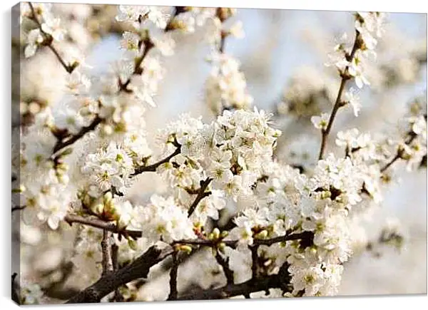 Постер на подрамнике - Вишневый цвет