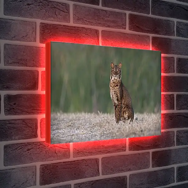 Лайтбокс световая панель - Рысь