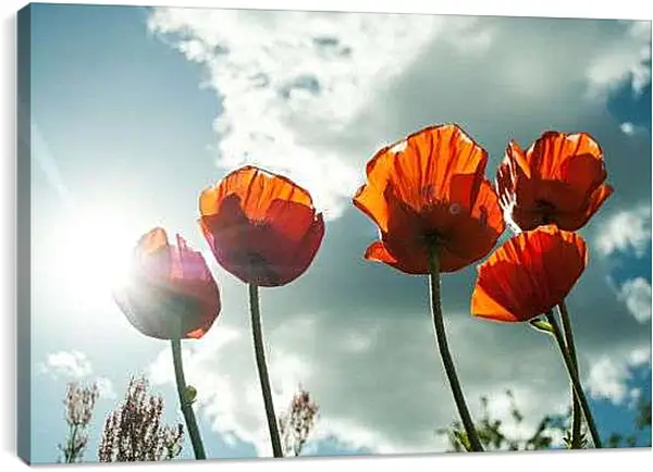 Постер на подрамнике - Маки в солнечных лучах