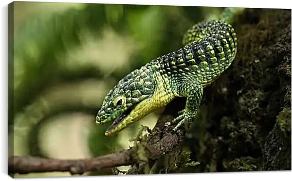 Постер на подрамнике - Рептилии